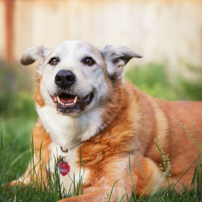 An old dog lying over grass