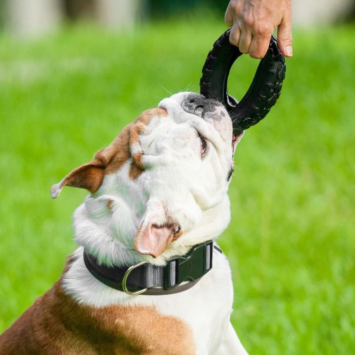 A playful dog enjoying a toy