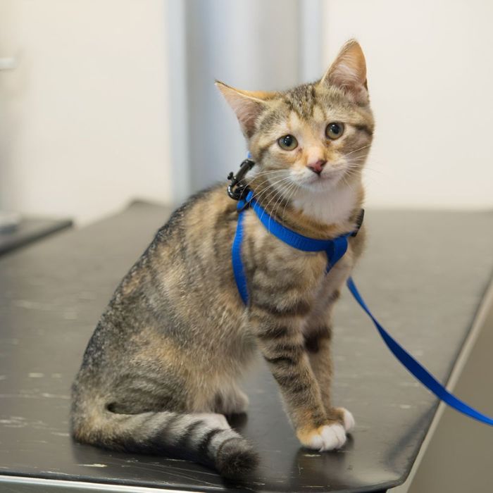 A grey stripped kitten sitting on a table