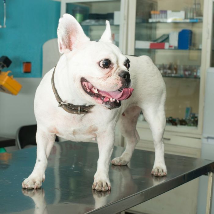 A dog standing on an examination table