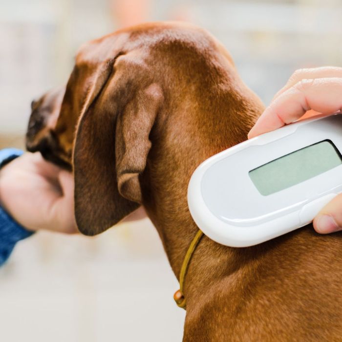 A vet scanning microchip implant of a dog