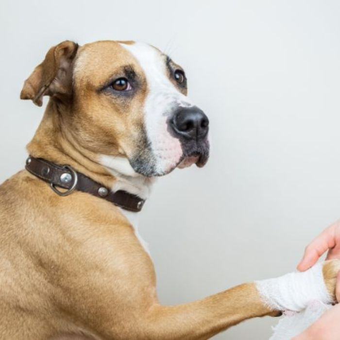 Vet Bandaging a Dog's Paw