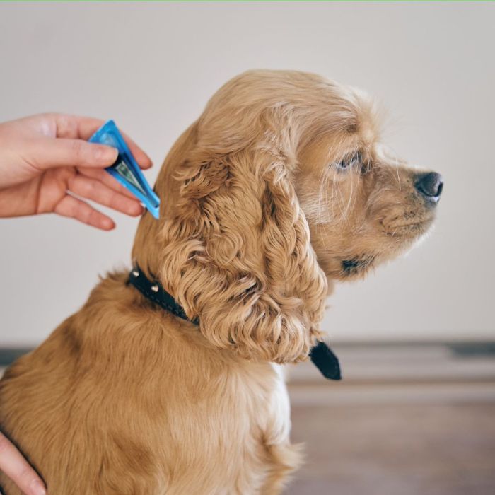 A person applying parasite prevention medicine on a dog