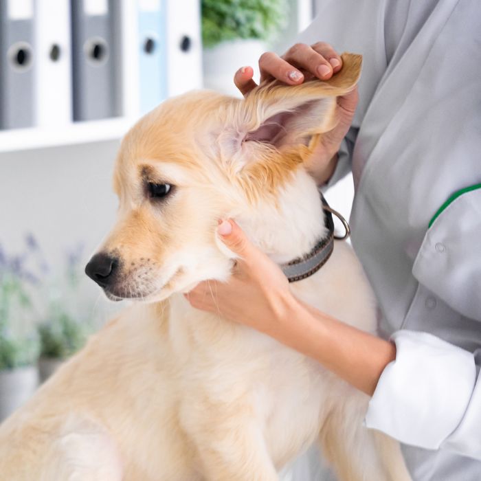 Veterinarian examining a dog