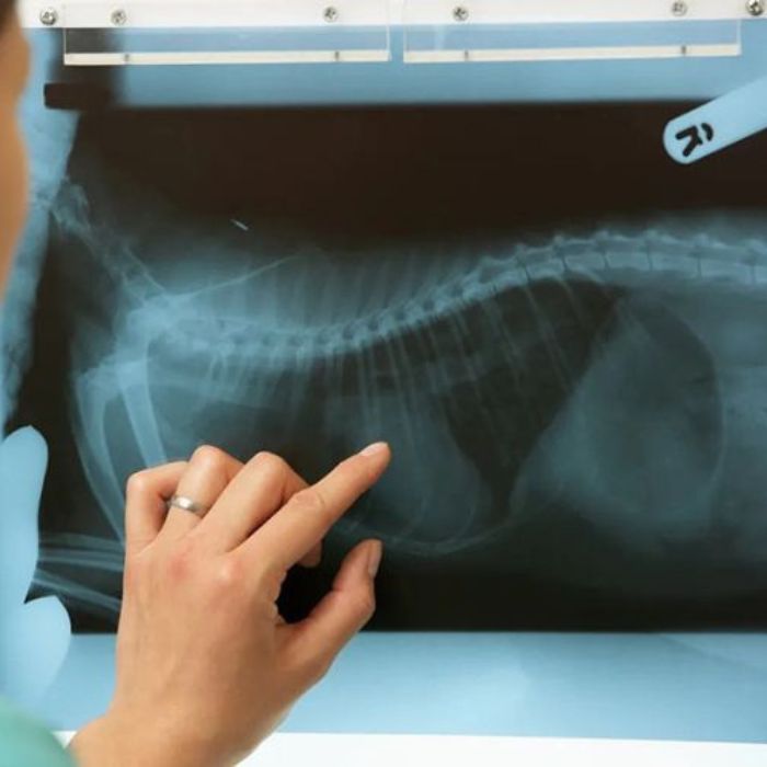 A vet pointing at x-ray